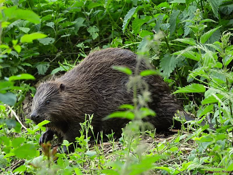 V Národní přírodní rezervaci Vývěry Punkvy ochránci přírody na tamním Jakubově jezeře dlouhodobě monitorují pár bobra evropského.