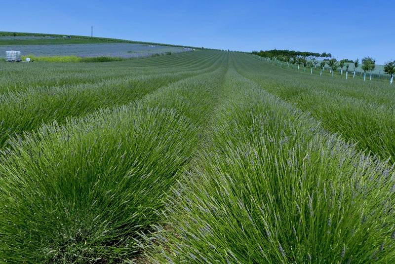 Kouzelná levandulová farma ve Starovičkách.