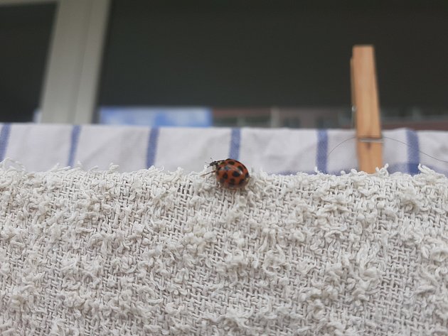 Příchod babího léta s sebou v kraji přinesl tradiční invazi slunéček. Těm dominuje invazivní druh slunéčko východní. Na snímcích roje hmyzu v Adamově na Blanensku.