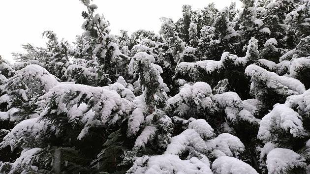 Konec listopadu přinesl první sněhovou nadílku. Fotografie byly pořízeny v Ochozi u Brna.
