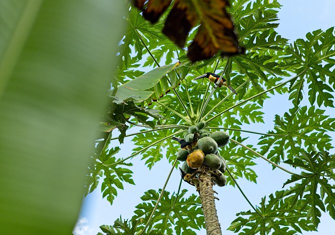 Arassari pestrý z čeledi tukanovitých na fairtradové banánové plantáži.