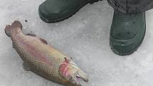 Na Oborském rybníku v Černé Hoře je lov na dírkách mezi rybáři velmi populární. Pod ledem loví pstruhy a siveny.