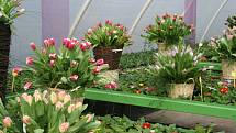Výstava tulipánů a orchideií v Šebrově