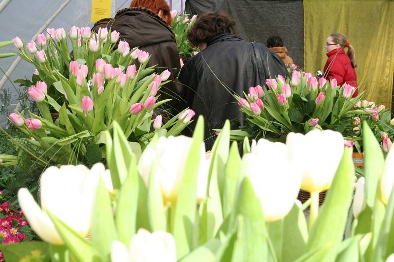 Výstava tulipánů a orchideií v Šebrově