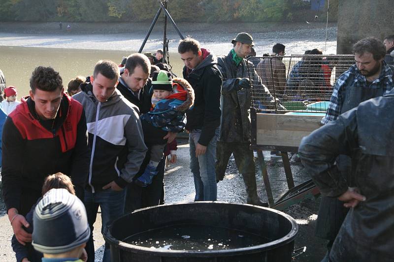 Rybáři vylovili jedovnický rybník Olšovec. V síti uvízl i sumec albín.