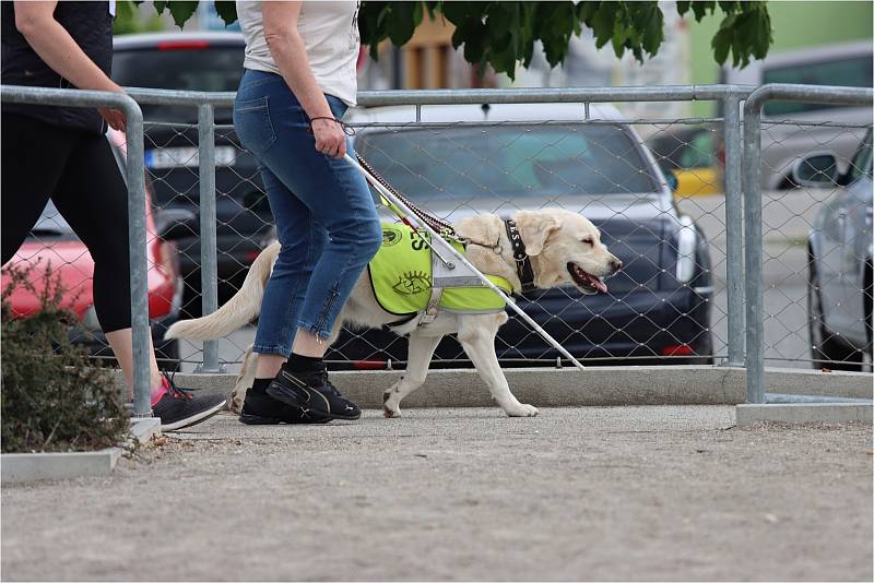 Blansko hostilo soutěž vodících psů CESTA VE TMĚ.