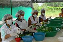 V kolumbijské lesní školce na dvou a půl hektarech našly práci místní ženy.  