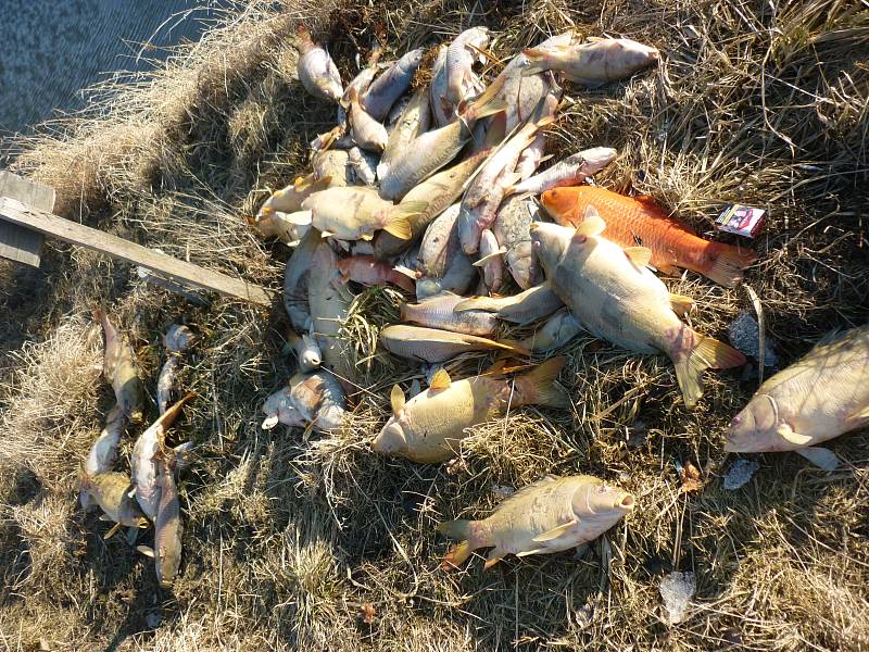 Ve dvou rybnících u Sudic uhynuly tisíce ryb.