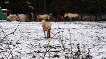 Další vycházka zimními Boskovicemi. Foto: Monika Šindelková