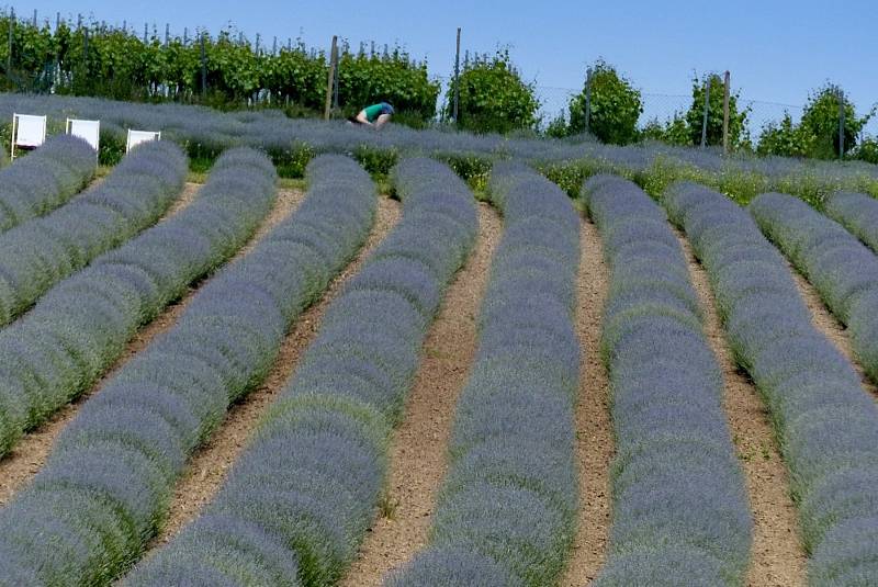 Kouzelná levandulová farma ve Starovičkách.