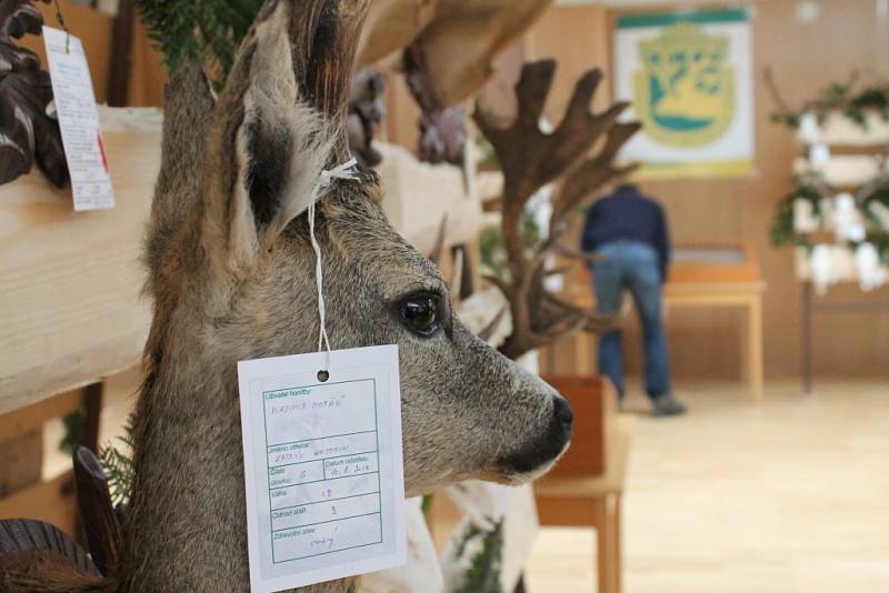 Téměř šest stovek srnčích trofejí. Přes padesát dančích, více než třicet mufloních. Ale také trofeje z divočáků, lišek, jezevců, jelenů a muflonů. To vše si mohou od pátku do neděle prohlédnout návštěvníci chovatelské přehlídky trofejí v Černé Hoře. 