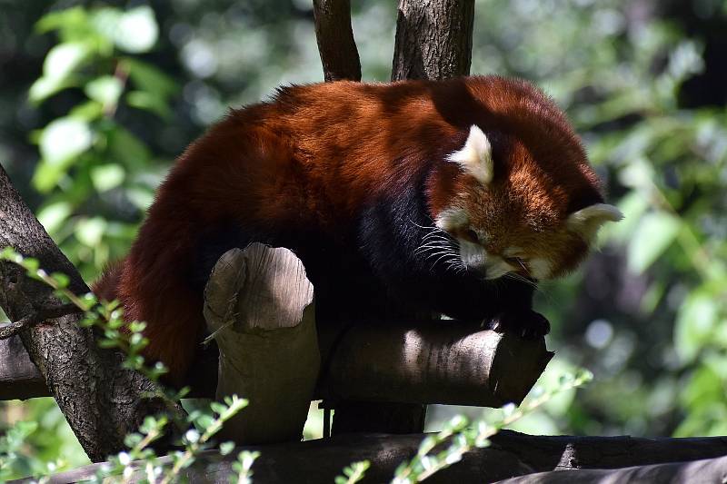 Ostravská zoo s mnoha zvířaty a velkou botanickou zahradou láká k návštěvě.