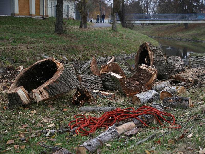 Dřevorubci káceli stromy u řeky Svitavy.