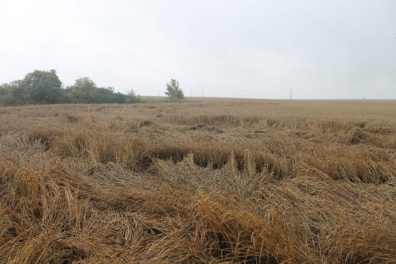 Tak vypadá místo se záhadným obrazcem v poli pšenice u Boskovic nyní. Po měsíci, kdy se piktogram objevil.
