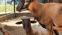 Ovce kamerunské lákají děti i dospělé.
