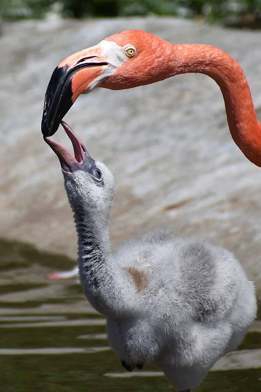 Ostravská zoo s mnoha zvířaty a velkou botanickou zahradou láká k návštěvě.