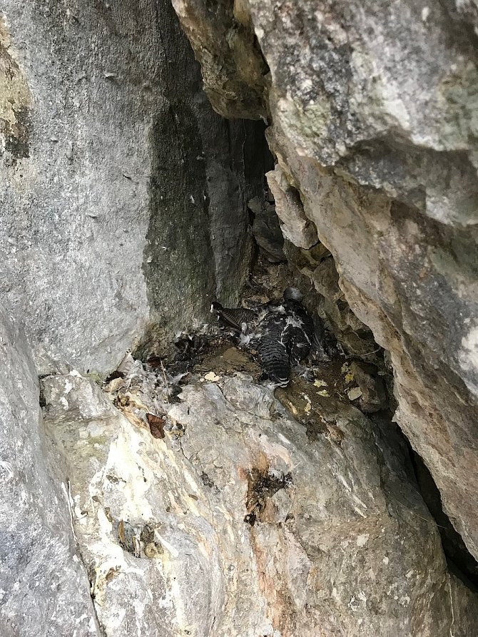 V Moravském krasu na Blanensku nedávno našli mrtvého sokola. Byl nemocný, domnívají se ochránci. Se souhlasem Správy CHKO Moravský kras