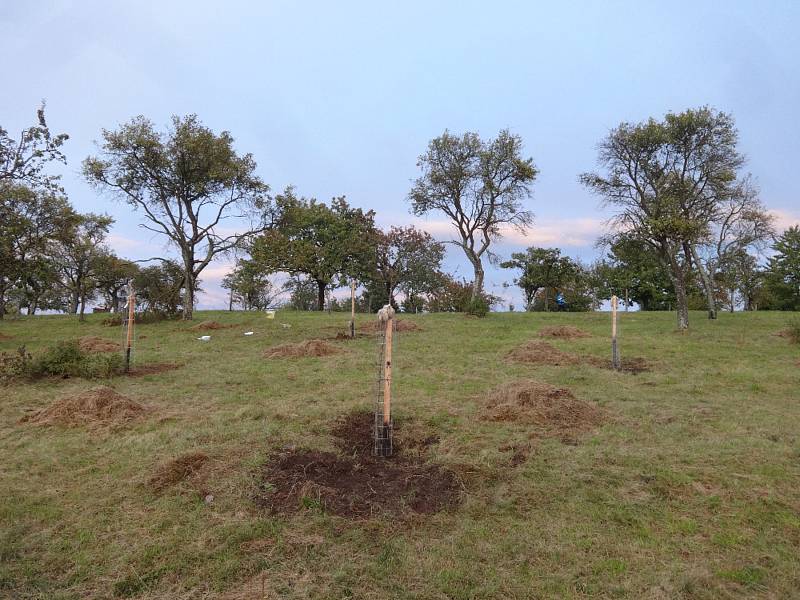 V Moravském krasu přibyly další ovocné stromy.