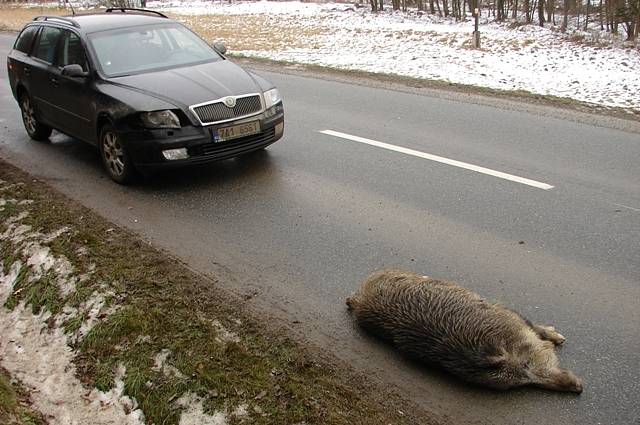 Střety se zvěří patří k nejčastějším příčinám dopravních nehod