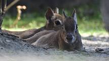 Ostravská zoo s mnoha zvířaty a velkou botanickou zahradou láká k návštěvě.