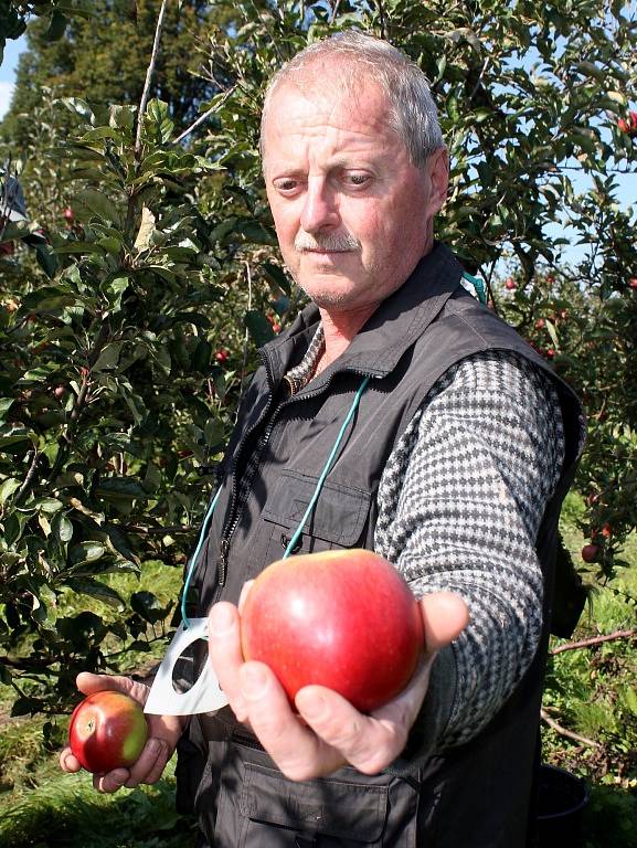 Dvacet až třicet tun jablek denně. Takové množství v těchto dnech sklízejí česači v sadech společnosti ZEAS Lysice.