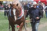 V Petrovicích se uskutečnil pátý ročník v kombinované soutěži dvouspřeží a jednospřeží chladnokrevných koní.