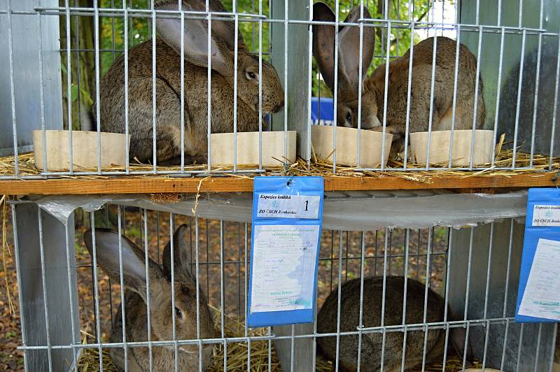 Doprovodný program nedělního dne Husích slavností v Boskovicích oživila výstava chovatelů drobného zvířectva.