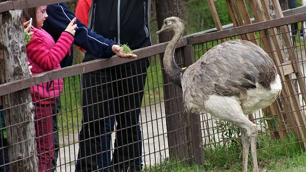 Jarní jarmark v zahradnictví a pštrosí farmě v Doubravici nad Svitavou.