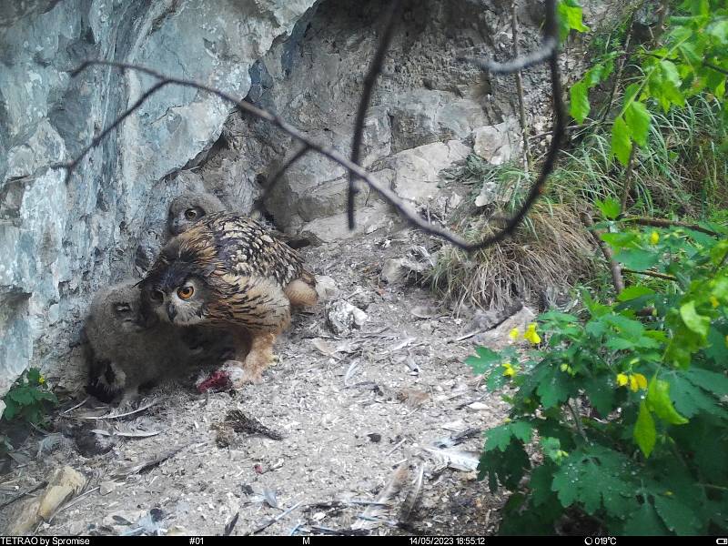 Strážci ochrany přírody monitorují v Moravském krasu na Blanensku také hnízdo výra velkého. Zachytili, jak sova zdecimovala mláďata vzácného sokola stěhovaného.