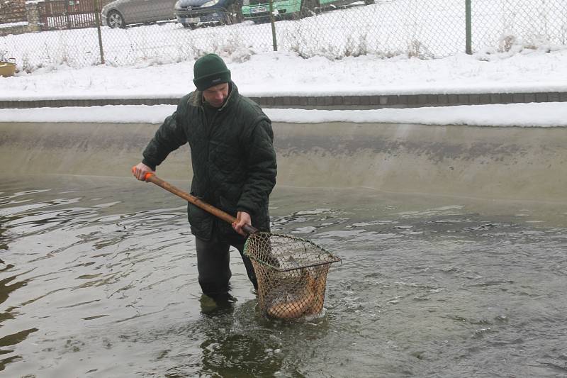 Blanenští rybáři prodávají kapry od pondělí. Od úterý nabídnou i pstruhy.