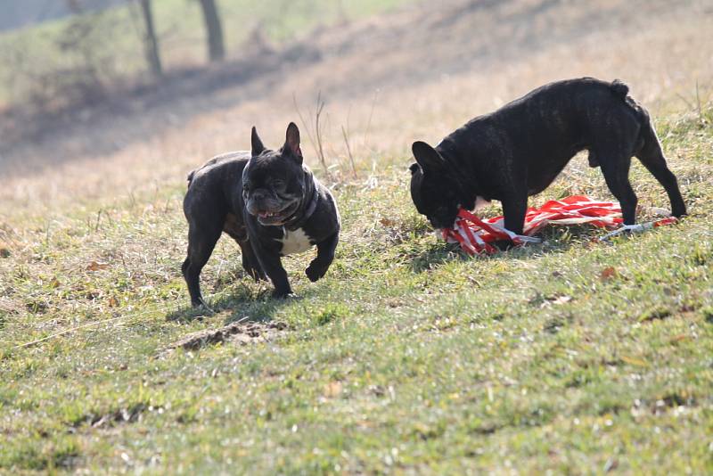 Veřejný trénink coursingu v areálu westernového městečka v Boskovicích.