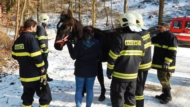 K záchraně zraněného koně vyjížděly v pátek před polednem tři jednotky hasičů. Zvíře se zřítilo z příkré stráně a uvízlo mezi stromy, kde zůstalo ležet. Hasiči se k němu museli prořezat. Podle prvotních informací si měl kůň při pádu poranit nohu.