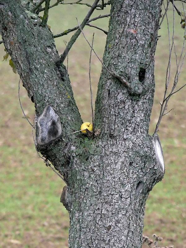 Další podzimní vycházka do okolí Boskovic tentokrát vedla na Vitavský kopec. Foto: Monika Šindelková