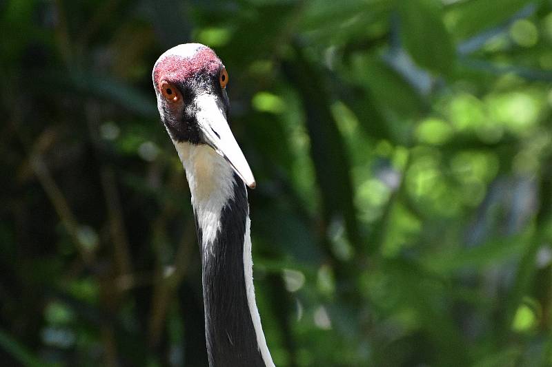 Ostravská zoo s mnoha zvířaty a velkou botanickou zahradou láká k návštěvě.