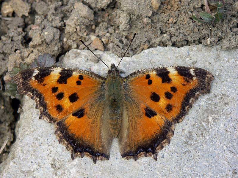 Vzácný motýl babočka vrbová se objevil v Blansku. 