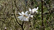 Další jarní procházka arboretem Šmelcovna.