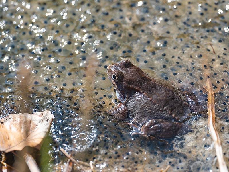 Palec nahoru! Dobrovolníci zachránili na Blanensku tisíce obojživelníků. Se souhlasem Ludmily Korešové