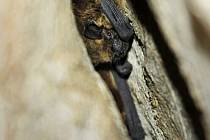 Pravidelné sčítání netopýrů v jeskyních Moravského krasu na Blanensku ještě pořádně nezačalo. A ochránci přírody už hlásí velký objev. V Umrlčí jeskyni totiž narazili na největší jeskynní zimoviště netopýra hvízdavého v republice.