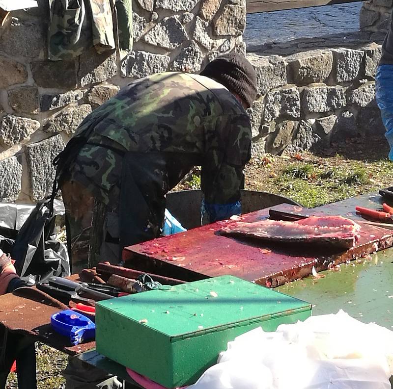 Výlovy se kvůli omezení obešly bez tradičního jarmarku. Prodej živých ryb však nalákal zájemce ze širokého okolí.