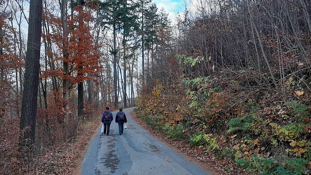 Vytíženou lesní cestu mezi adamovským sídlištěm Ptačina a centrem města uzavře na dva a půl měsíce těžba dřeva.