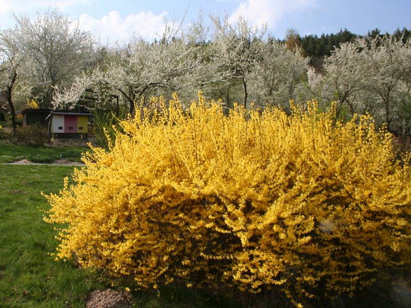 V boskovickém arboretu Šmelcovna se lidé procházejí mezi kvetoucími keři a záhony jarních květin. Tento týden je věnován cibulovinám. V květnu se mohou návštěvníci těšit hlavně na rododendrony.