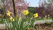 V boskovickém arboretu Šmelcovna se lidé procházejí mezi kvetoucími keři a záhony jarních květin. Tento týden je věnován cibulovinám. V květnu se mohou návštěvníci těšit hlavně na rododendrony.