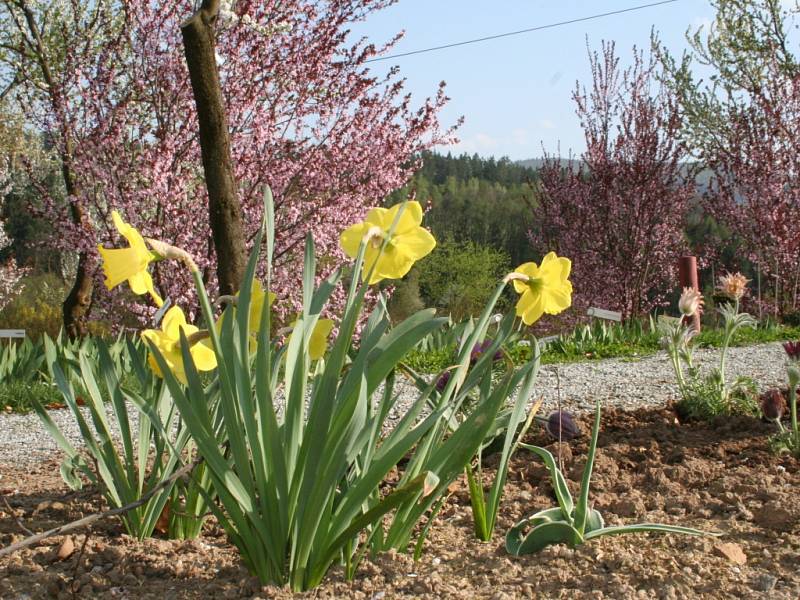 V boskovickém arboretu Šmelcovna se lidé procházejí mezi kvetoucími keři a záhony jarních květin. Tento týden je věnován cibulovinám. V květnu se mohou návštěvníci těšit hlavně na rododendrony.