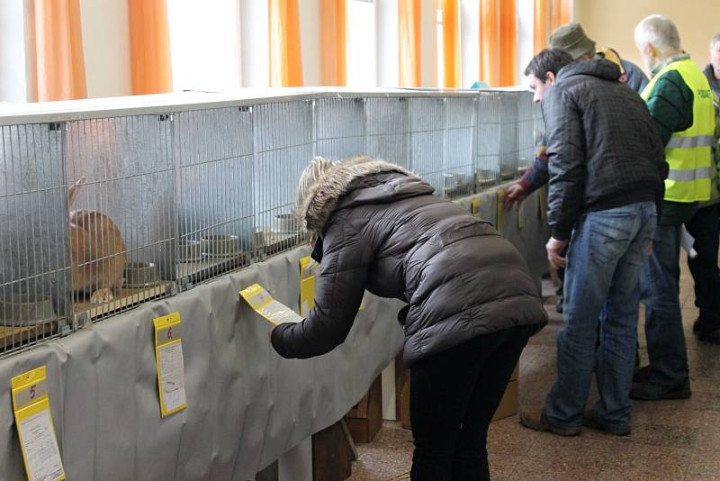 V sobotu uspořádali olešničtí chovatelé Zimní prodejní výstavu králíků spojenou s trhem králíků, drůbeže a holubů.