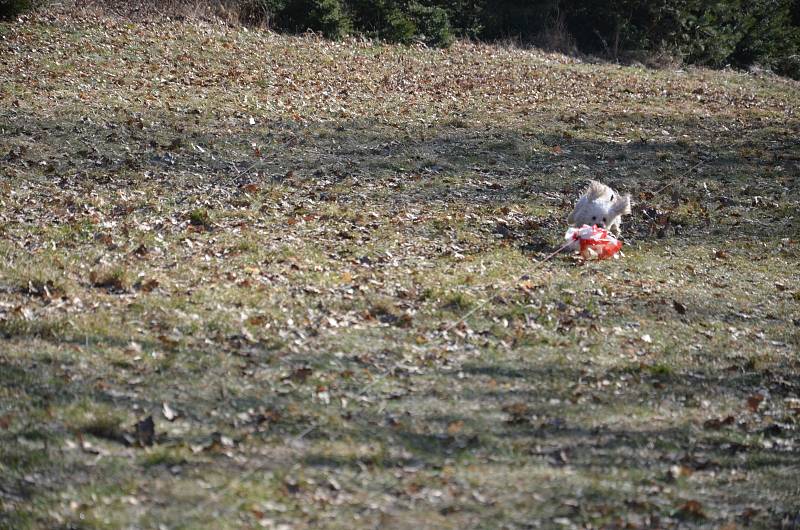 Blanenský kynologický klub Agility pořádal v neděli Pochod lesem se psem. Pejsci i jejich pánové pochodovali pět kilometrů od Přehrady Palava po chalupu na Horčničkách v Horní Lhotě, kde si pak užili spoustu zábavy při plnění různých soutěžních úkolů.