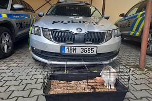 Žena z Boskovic nemusela nad krádeží králíka tesknit dlouho, policisté jej do několika týdnů vypátrali.