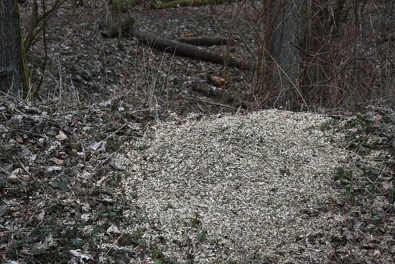 Dvě turistické trasy v Národní přírodní rezervaci Býčí skála v Moravském krasu na Blanensku byly několik měsíců uzavřené. Omezení končí 6. dubna.