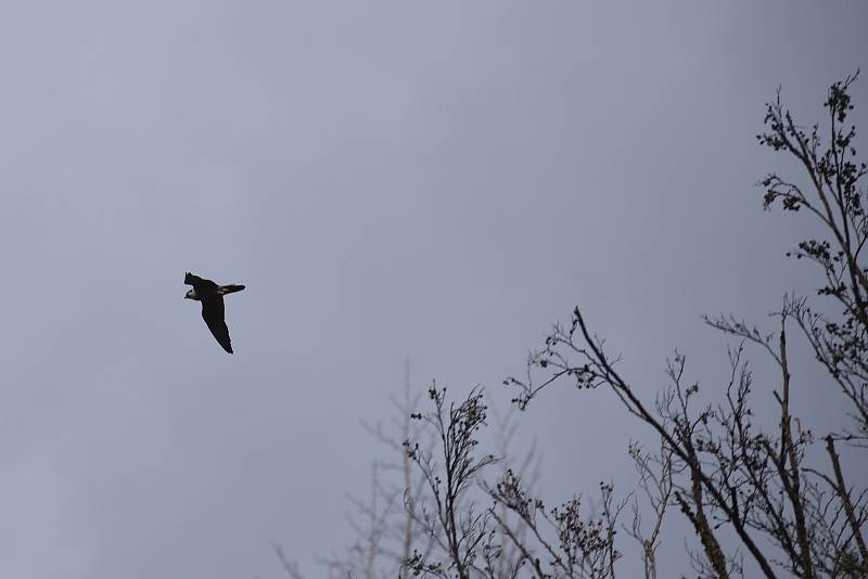 Louka před Býčí skálou v Moravském krasu na Blanensku a její nejbližší okolí je zavřená. Stejně jako část modré turistické trasy k nedaleké jeskyni Kostelík. Kvůli hnízdění vzácného sokola stěhovavého (na snímku).