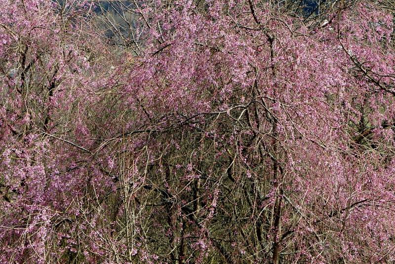 Další jarní procházka arboretem Šmelcovna.