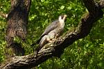 Sokoli stěhovaví hnízdí v Moravské krasu pravidelně už několik let. Na snímcích jsou dospělí draví ptáci z okolí Býčí skály.